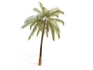 Palm Tree